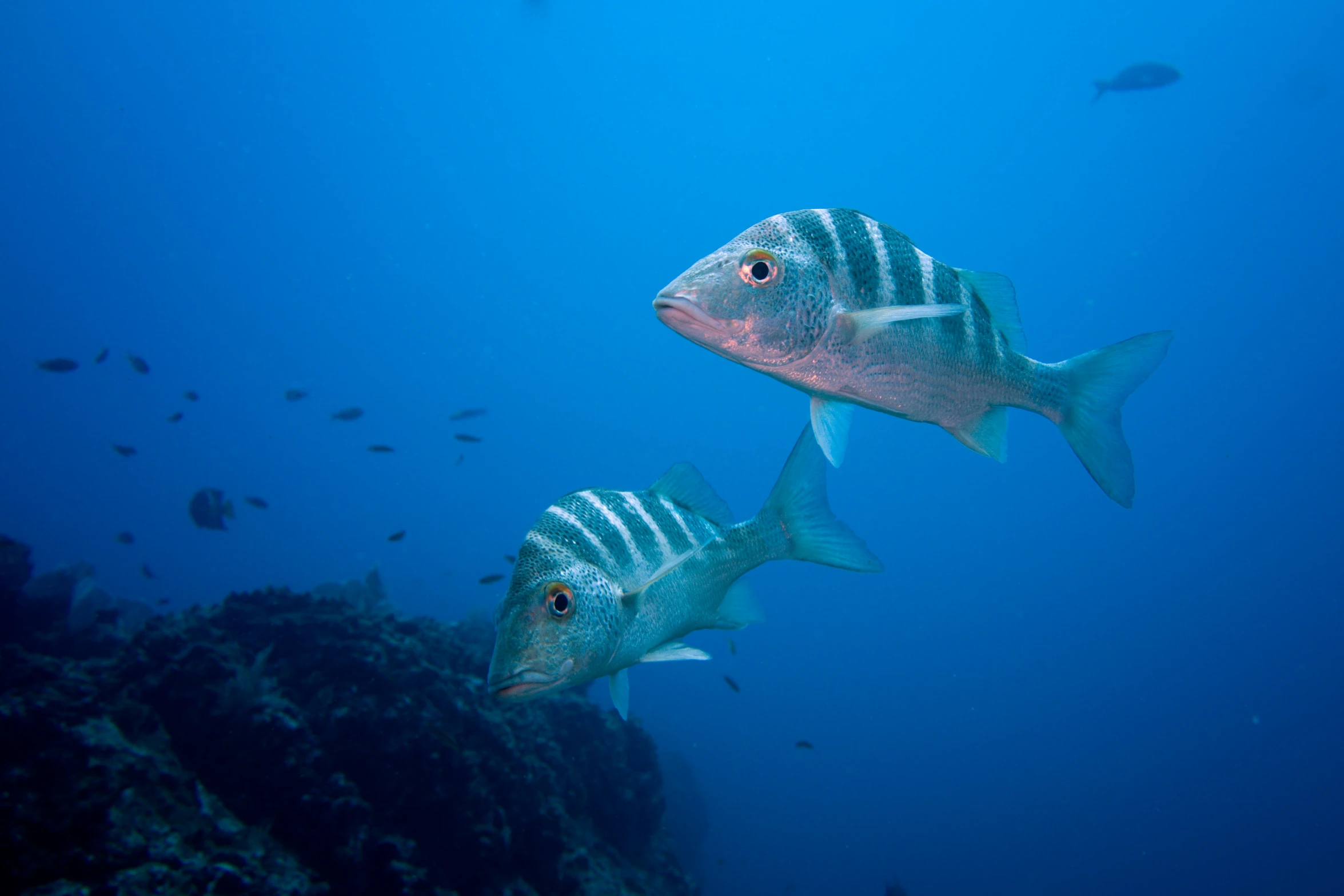 two fish swimming together on a blue sea