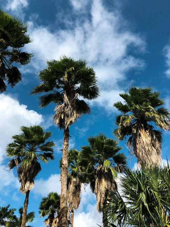 a row of palm trees in front of a cloudy blue sky