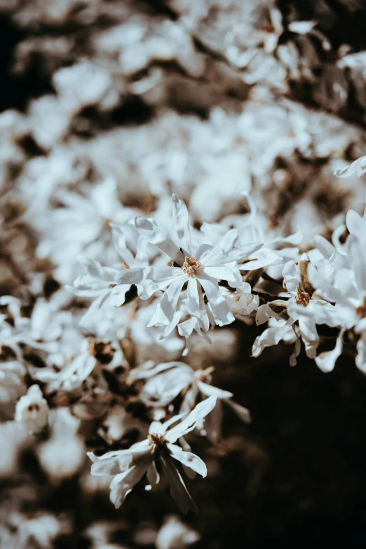 there is a group of white flowers growing from the ground