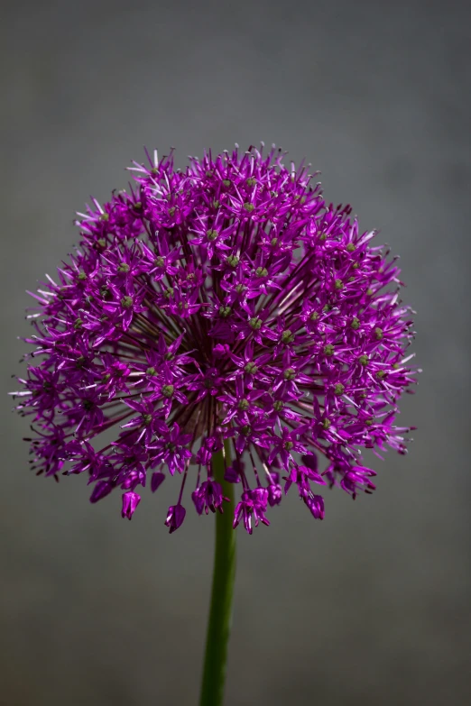 the purple flower is growing on top of a stalk