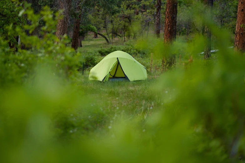 a tent is shown nestled inside a pine forest
