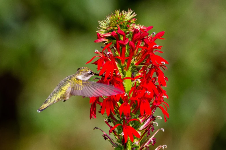 a hummingbird hovering over an red flower with its wings spread