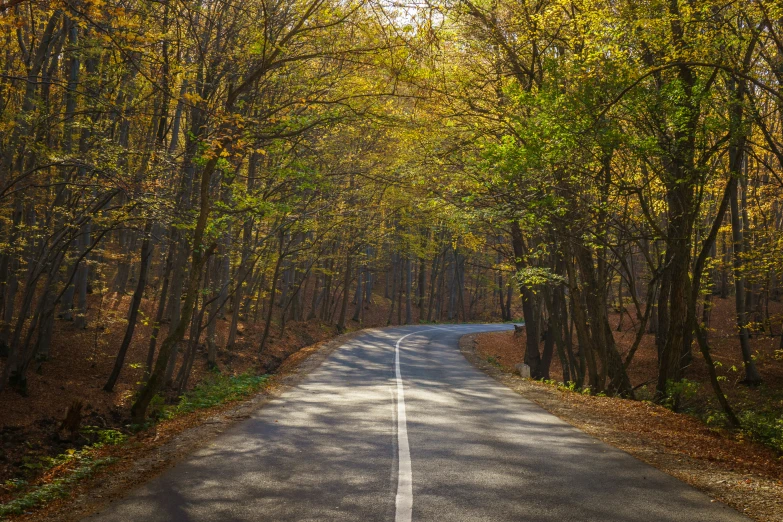 a paved road in the middle of an autumn forest