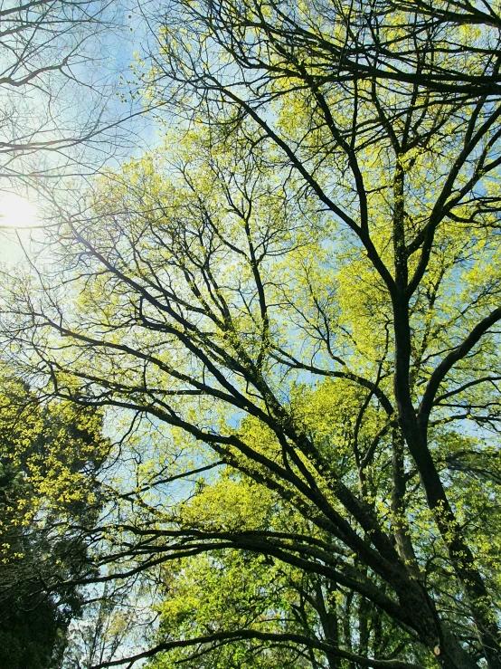 an over - cast sky rises above trees and grass