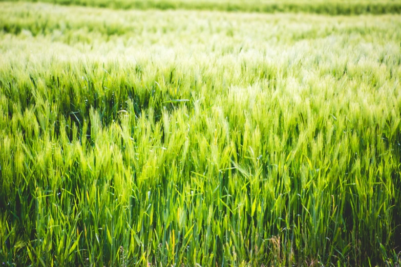 a field with many tall green grass