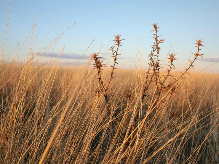 a field with tall grass and weeds with blue sky in the background