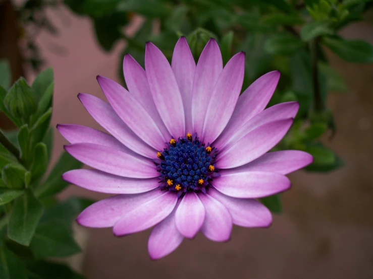 the petals of a pink flower are very purple
