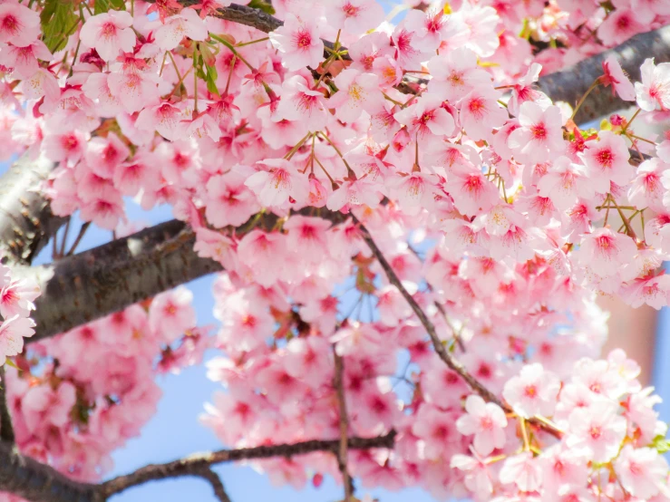 a bird perched on top of a tree with lots of pink flowers