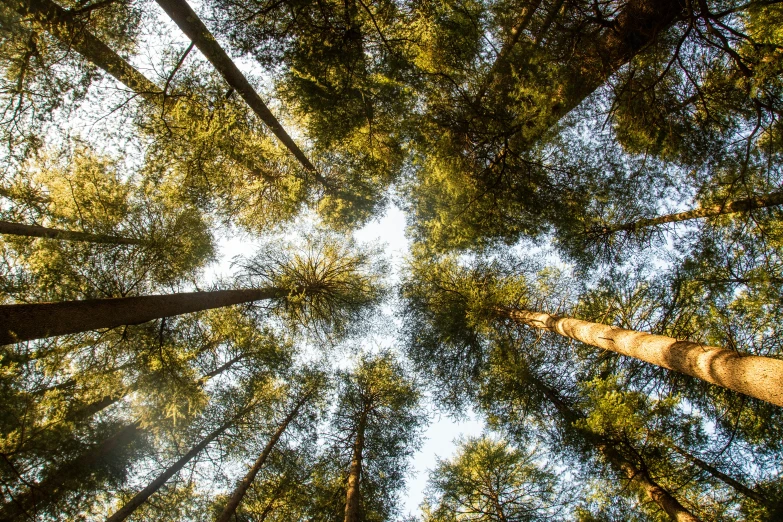 a high up view looking up into the woods