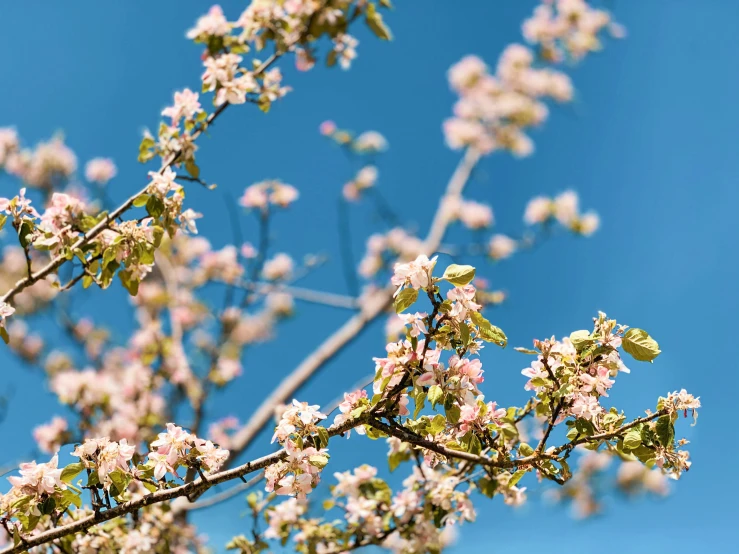 a tree nch with flowers and lots of leaves in the spring