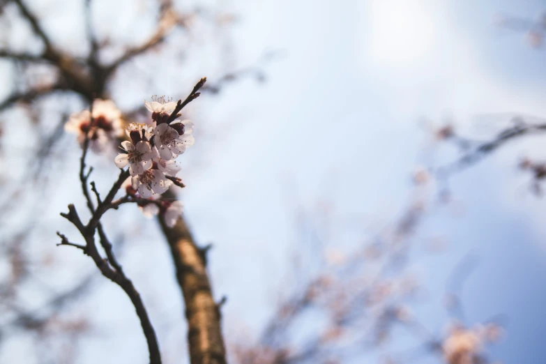 a flowered tree with leaves and blossoms in bloom