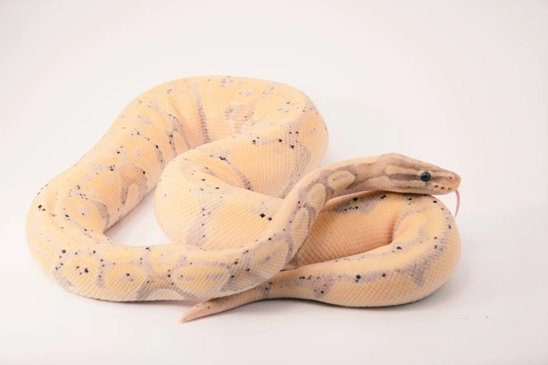 a yellow snake laying on its side with it's mouth open