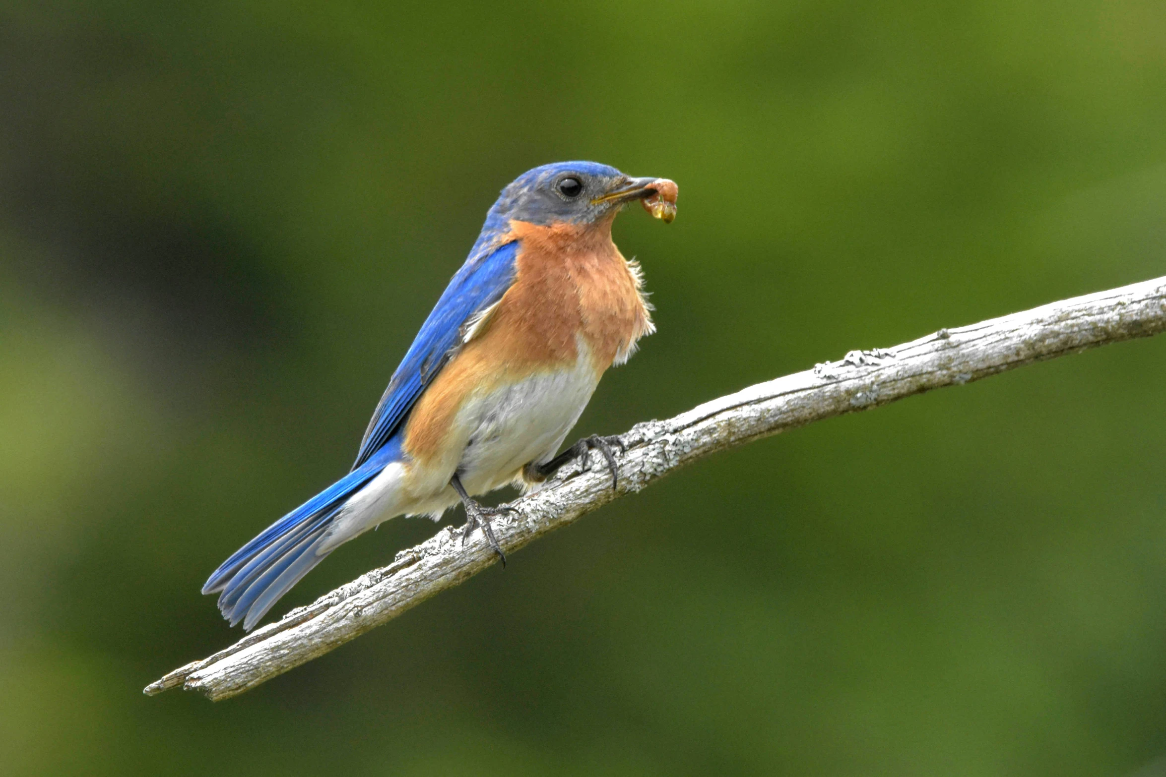 a small blue bird is sitting on a nch with soing in its mouth