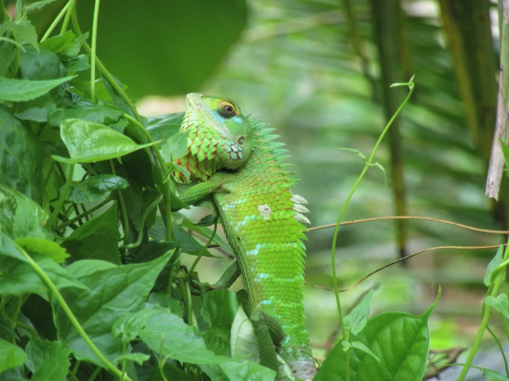 an iguana in the trees, surrounded by vegetation