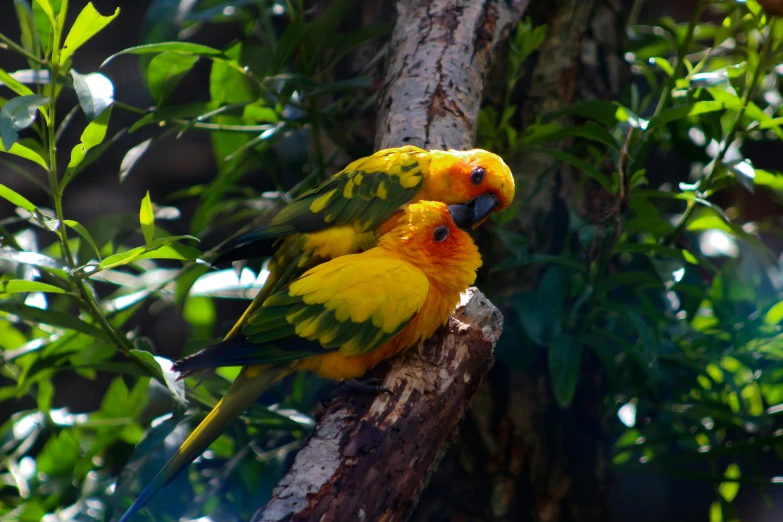 two yellow and black birds standing on a tree nch