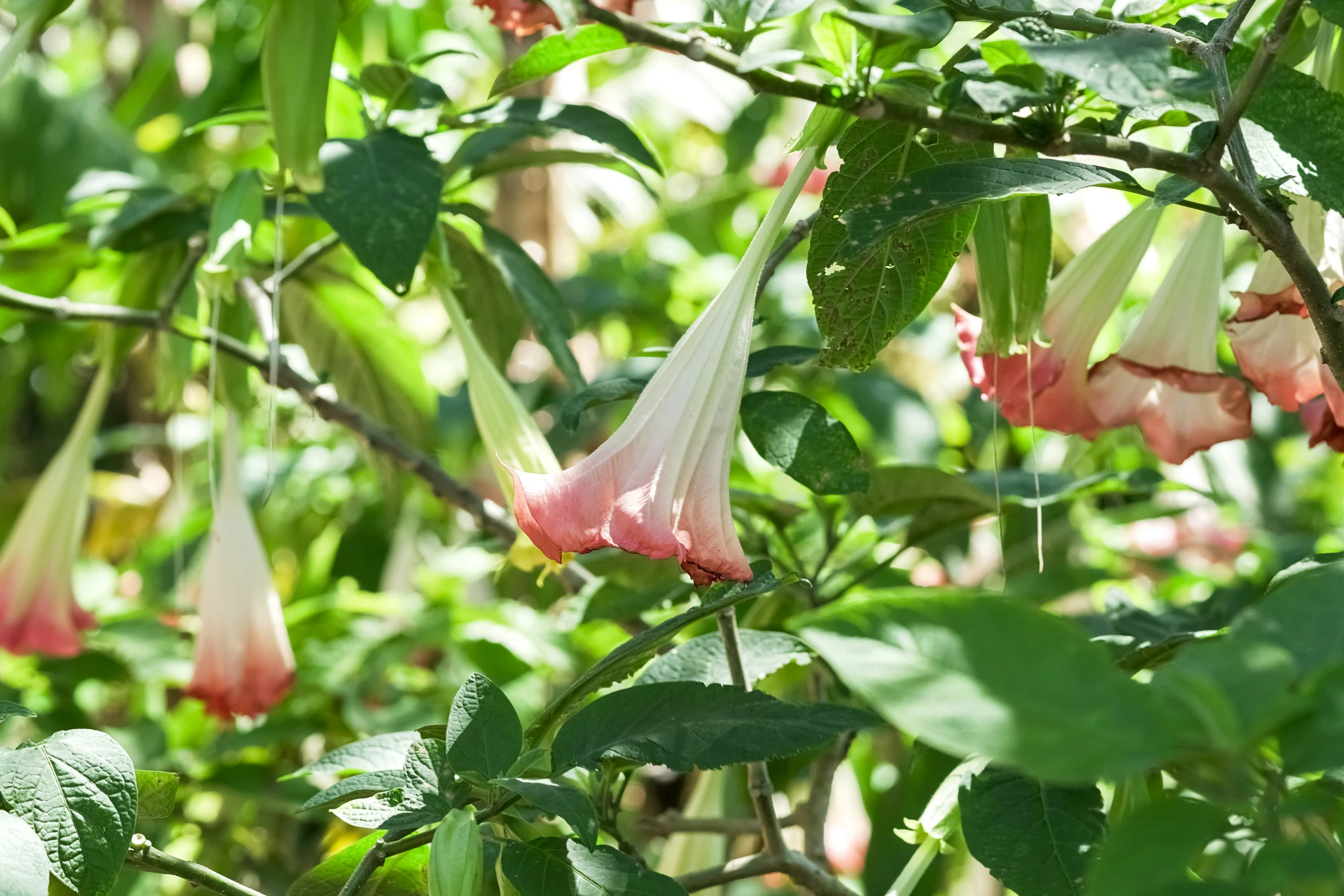 an image of some flowers growing in the tree