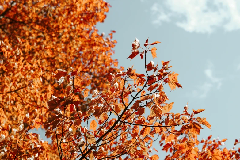 the sky is blue and cloudy, with a light dusting of leaves on the tree