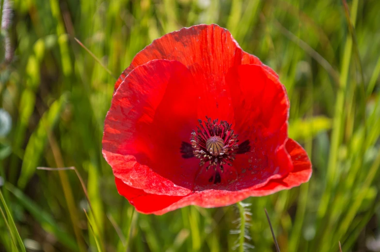 the single red flower has two stipped petals