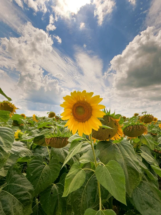 sunflowers and other plants growing in a field