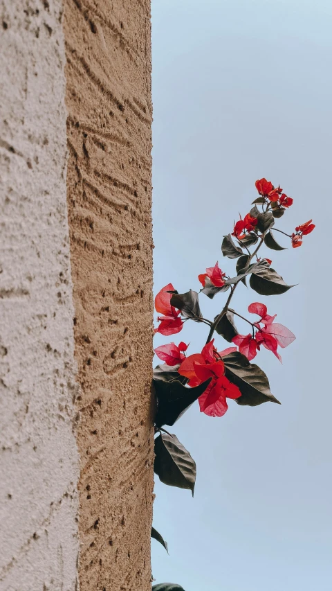 a bunch of flowers hanging off the side of a building