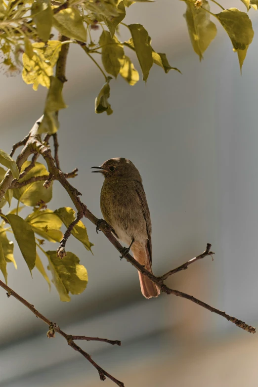 a small bird sits on top of a tree nch