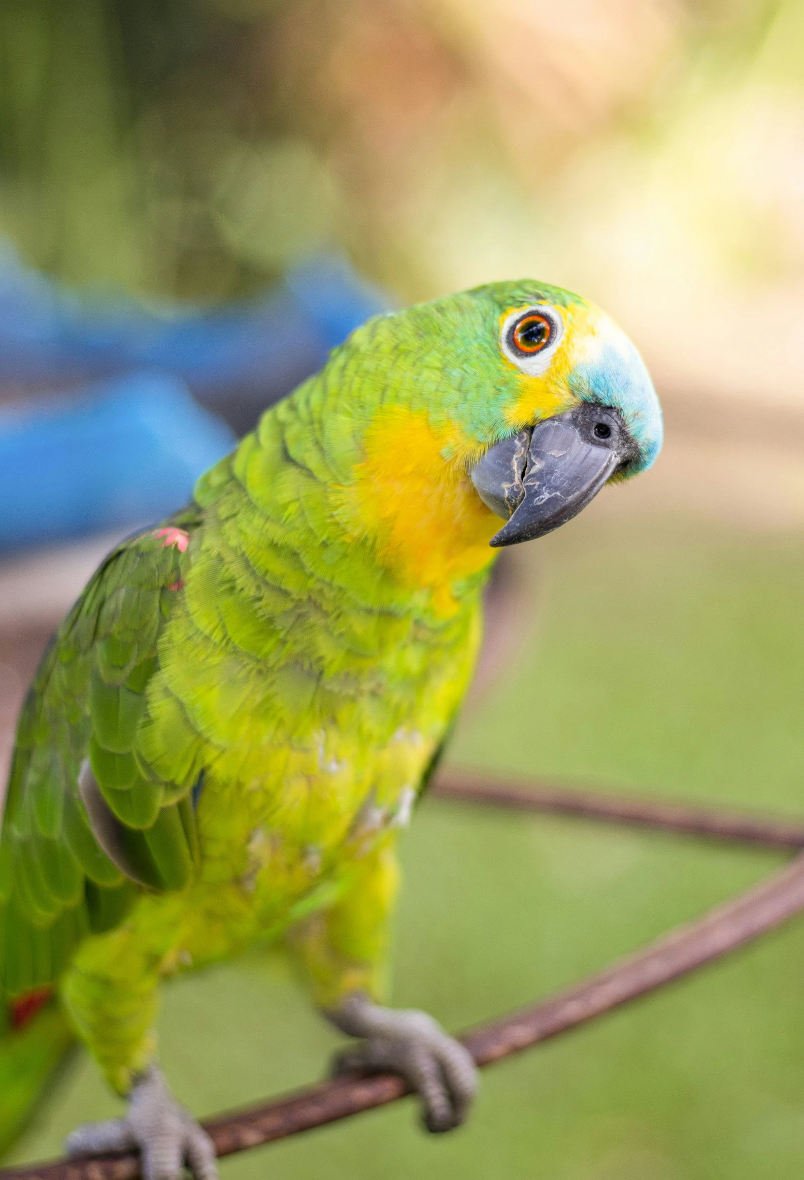 a close up of a parrot on a wire fence