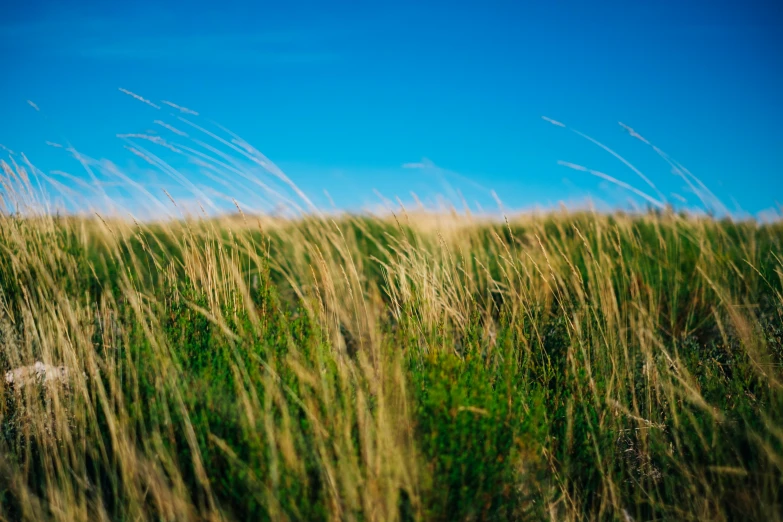 a lone bird sitting on top of a tall grass covered field