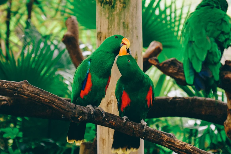 two colorful birds that are on a tree