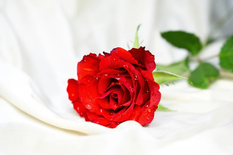 there is a red rose that has drops of water on it