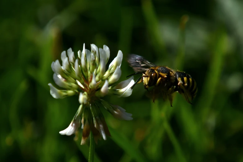 a bee that is sitting on a flower