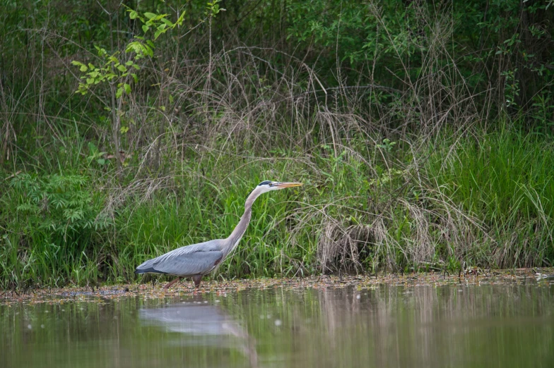 a large gray bird with a yellow beak stands near some water