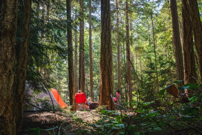 a red bag in the forest with others hanging from trees