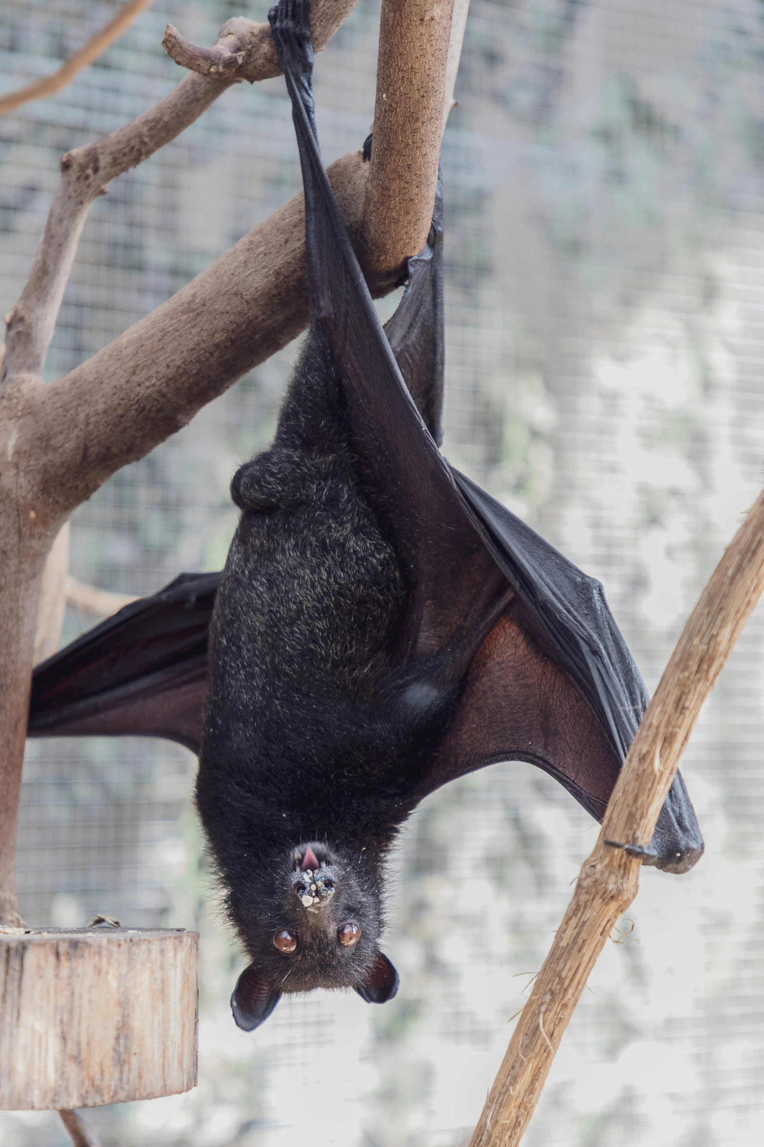 a bat is hanging upside down from a tree nch