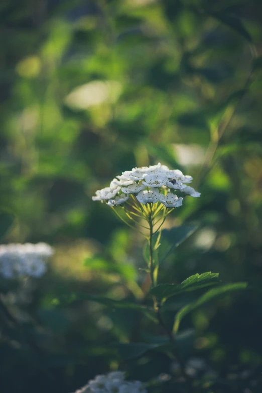 white flower that is sitting in the grass