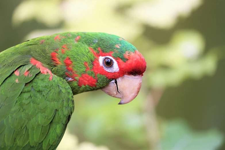 there is a green and red bird that has spots on it's head