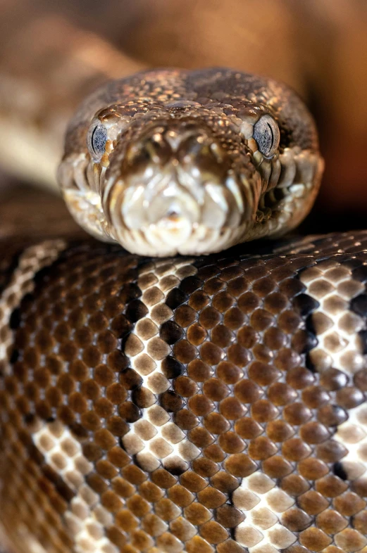 closeup of the brown and black color of a snake