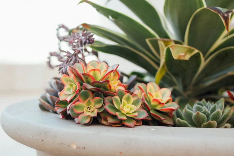 some plants are placed in a round planter