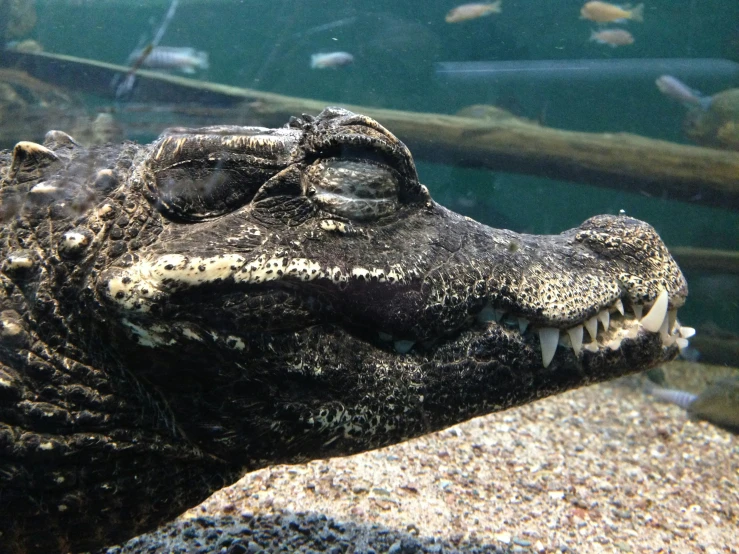 an alligator is seen under water near some rocks