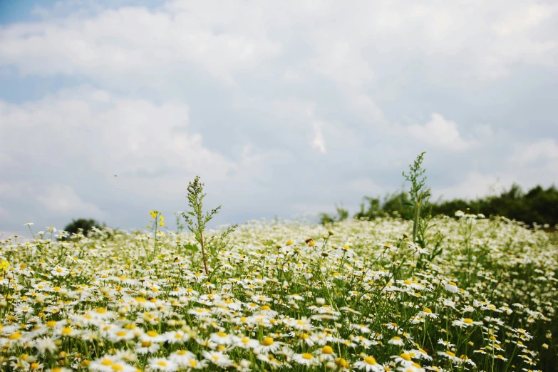 the flowers are in bloom and on the grass