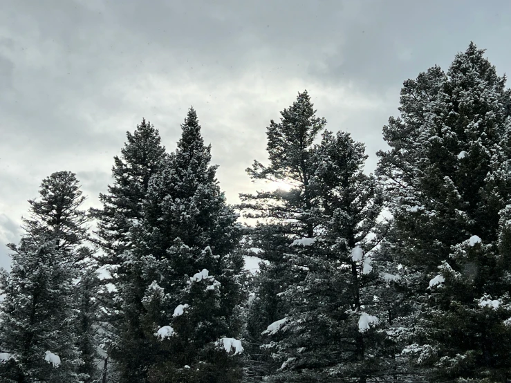 a couple of large trees in the middle of a snowy forest