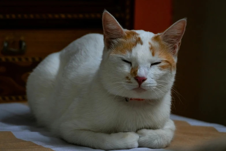 an orange and white cat laying down on top of a bed