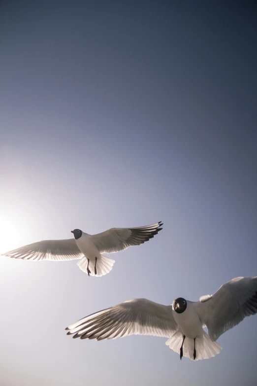 two white seagulls fly in the blue sky