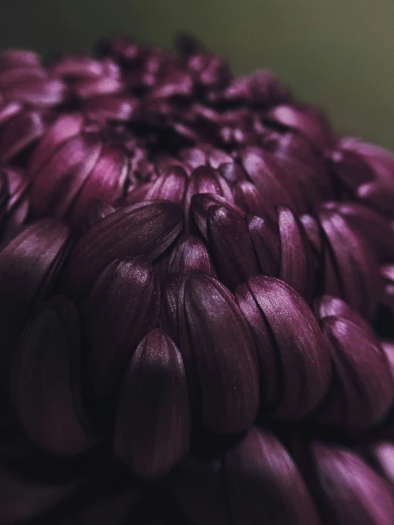 a dark, unique flower sits on a green surface
