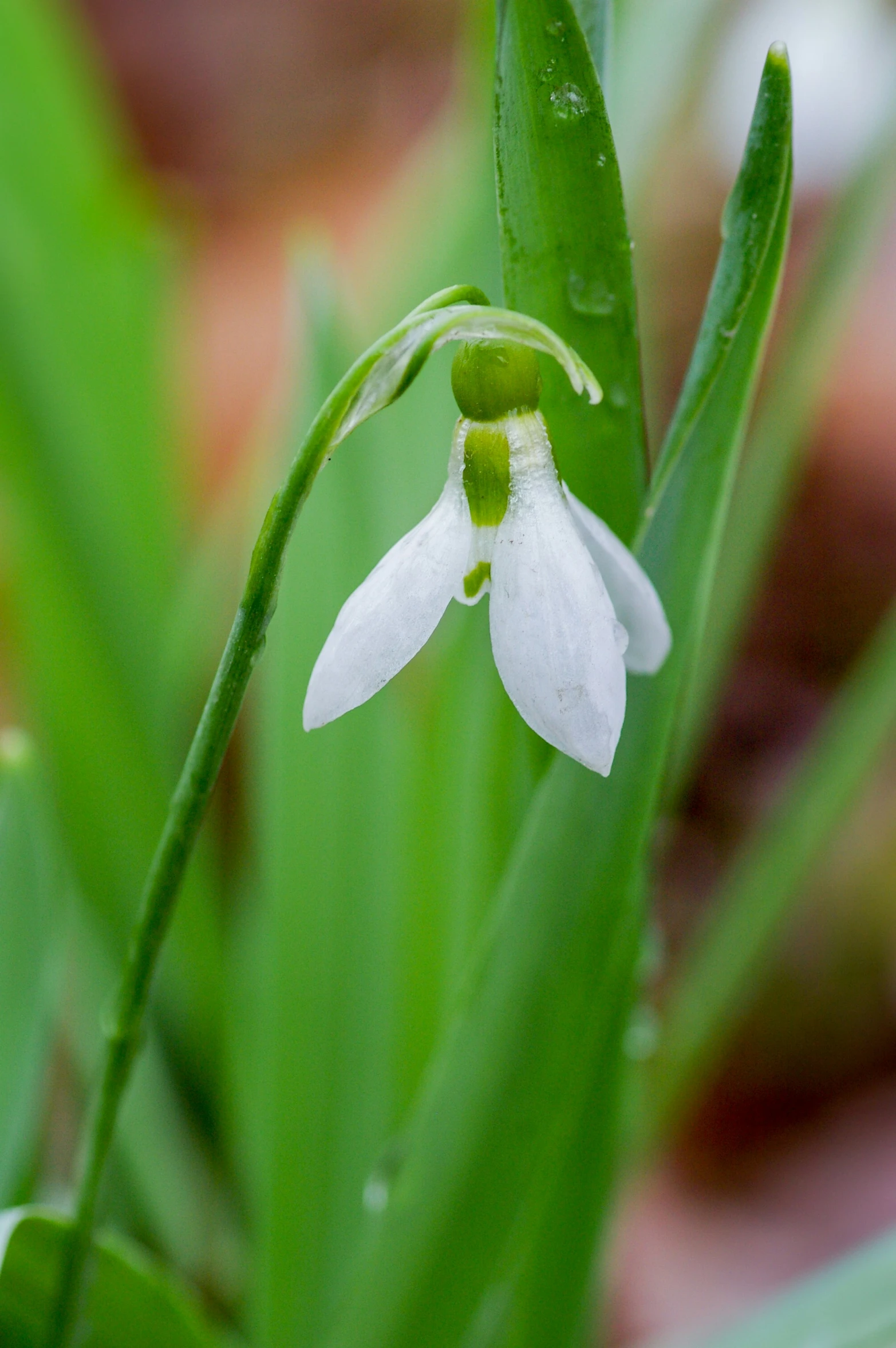 the blooming white flower has green stamens