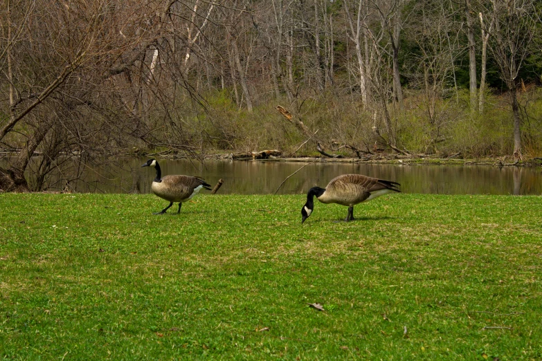 a couple of animals that are walking in the grass