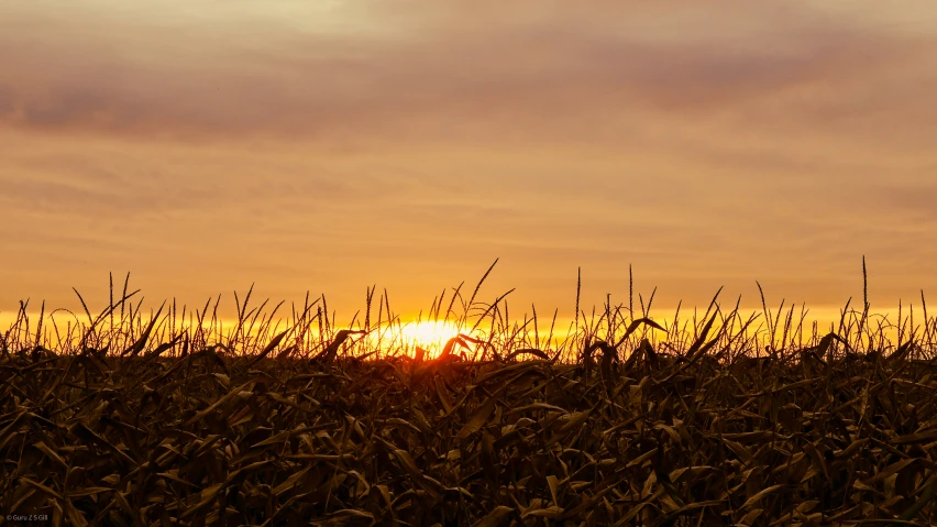 a sun is setting over a field of corn