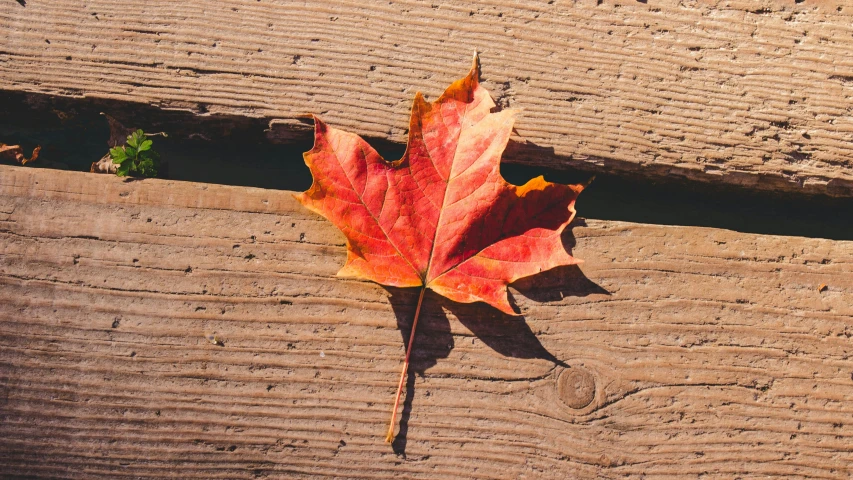 a single leaf sitting on top of a wooden table