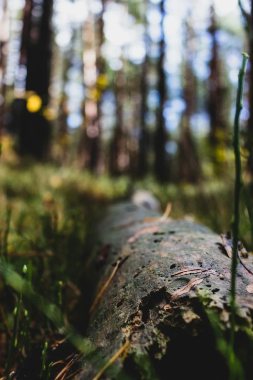 a tree trunk is laying in the woods