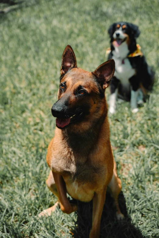 two dogs standing in the grass smiling for the camera