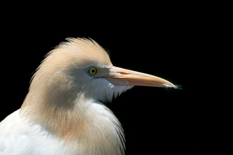 a close up of a bird with a very bright head